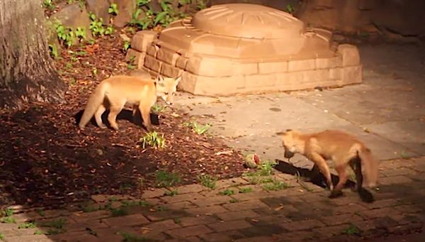 foxes play with ball