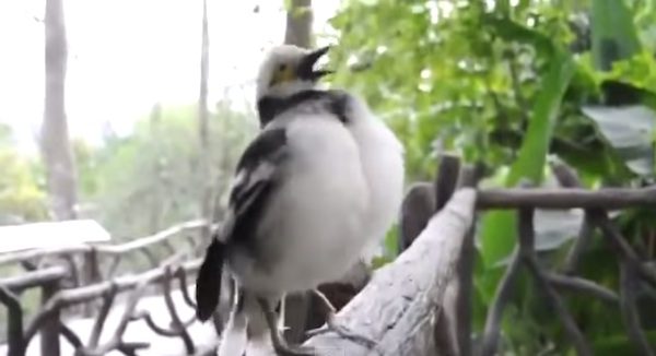 funny bird