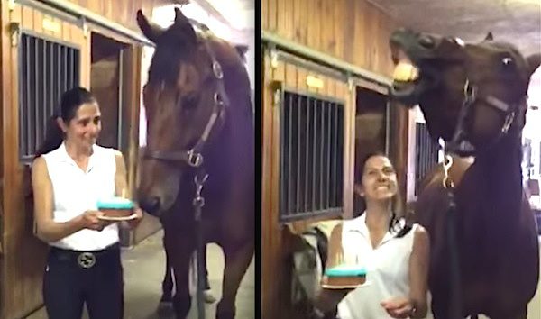 horse celebrates birthday