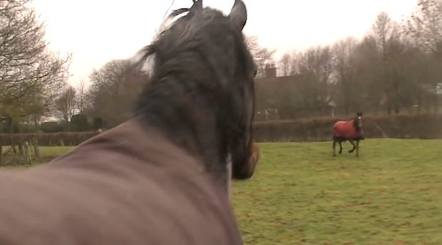 horses reunite