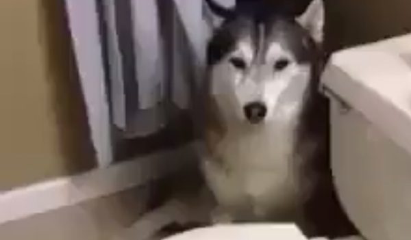 husky protests shower time