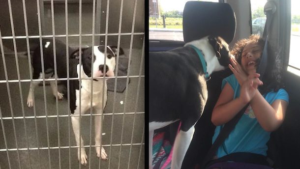 Young Girl Becomes Guardian Angel To Pit Bull Puppy With An ‘Unfixable Broken Heart’