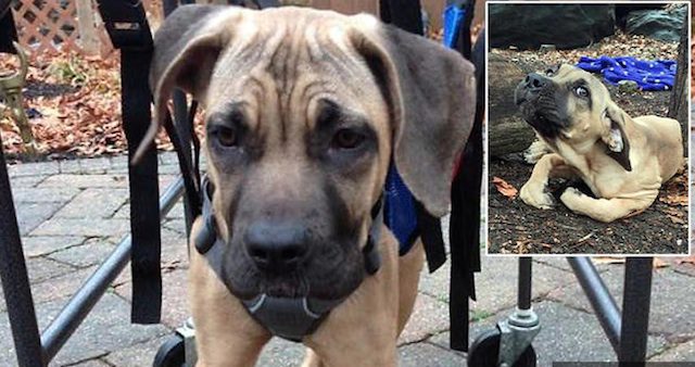 Mastiff Mix Puppy Found Unable to Walk Takes Inspiring First Steps
