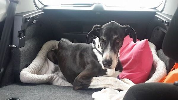 jez-in-car