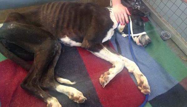 Rescuer Writes Emotional Letter To Dog Owners Who Abandoned A Great Dane In The Bush
