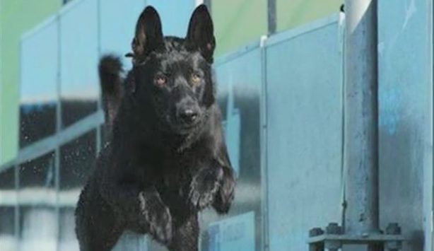 k9-lucas