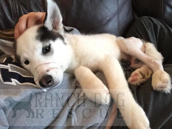 Kane the abused husky puppy at Ranch Dog Rescue