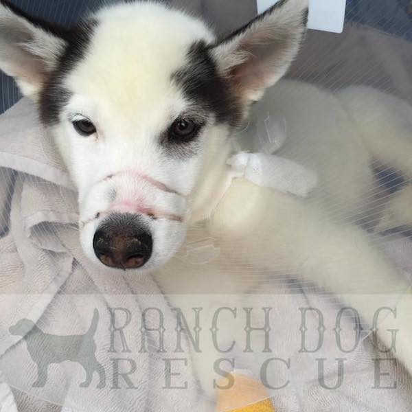 Kane the abused husky puppy at Ranch Dog Rescue