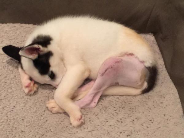 Kane's hind legs were broken when he was rescued