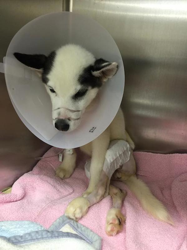 Kane was malnourished and suffered severe abuse when he was rescued