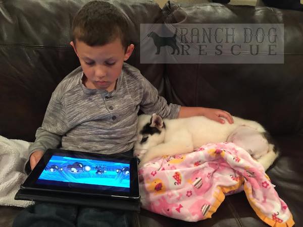 kane recovering in foster home