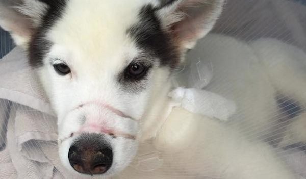 kane rescued from abuse