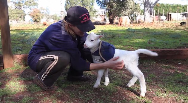 Peter Pan the baby lamb