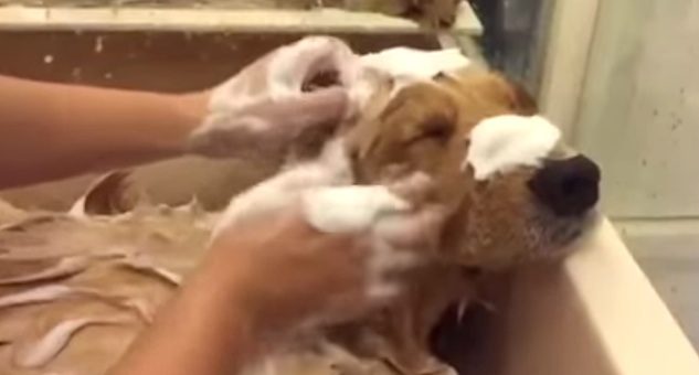 dog enjoys bath