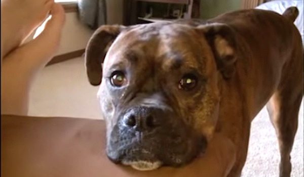 dog whines for attention