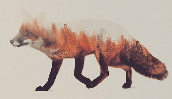 Wild Animals And Forest Landscapes Merge Beautifully In Double Exposure Artwork