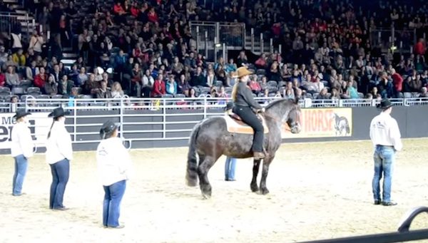 line dancing horse