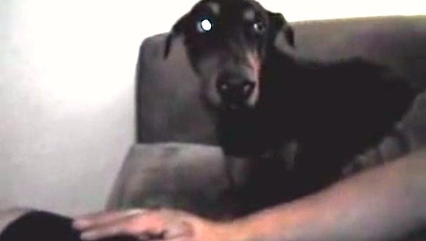 Lio the doberman puppy