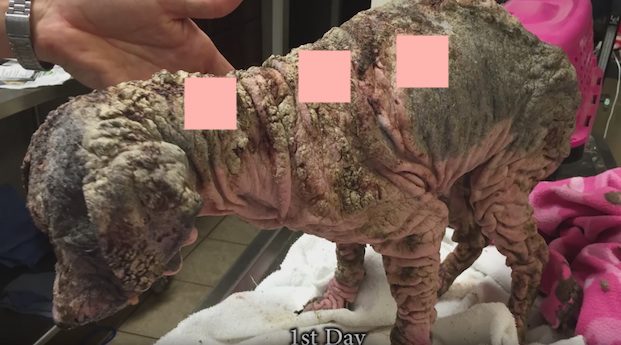 Puppy Barely Recognizable As A Dog Makes A Stunning Transformation
