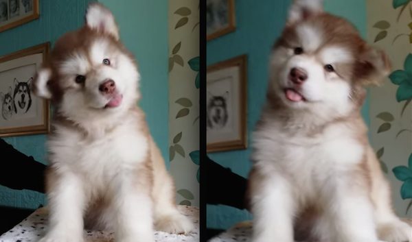 malamute puppy