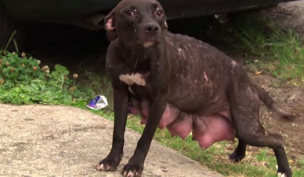 mother pit bull
