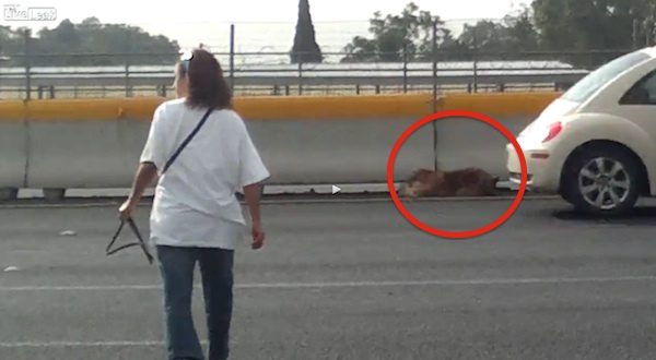 Woman Braves Busy Freeway To Rescue Injured Dog When No One Else Would