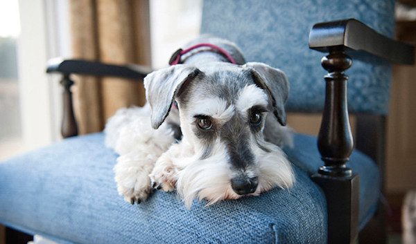 mini Schnauzer