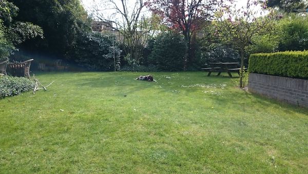 monty-springer-spaniel-2