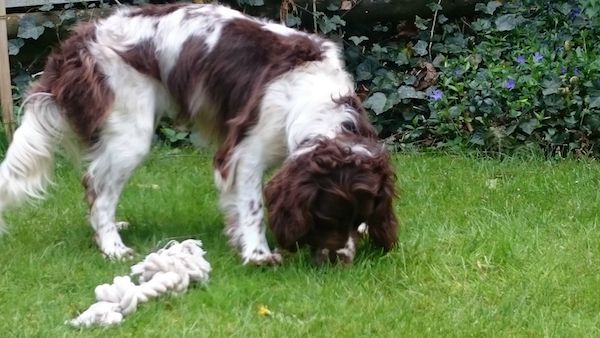 monty-springer-spaniel-3