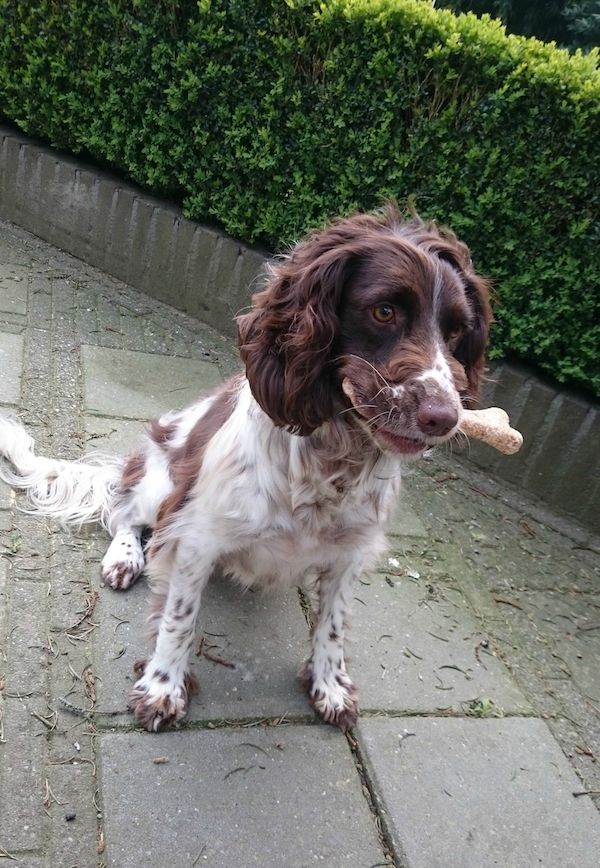 monty-springer-spaniel-4