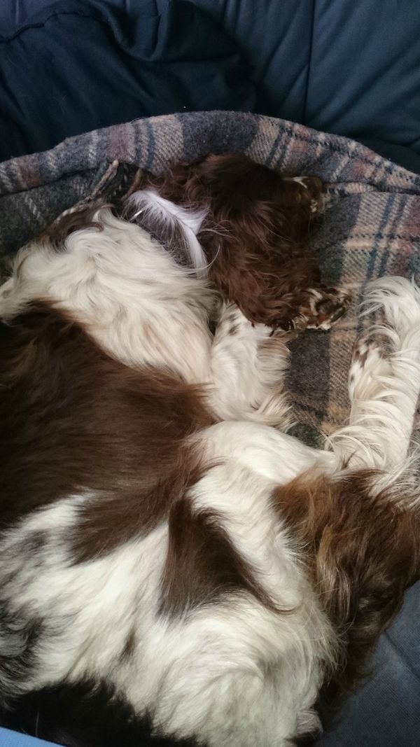 monty-springer-spaniel-5