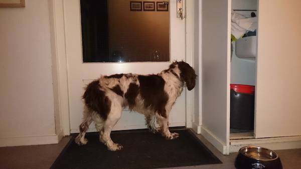monty-springer-spaniel-6