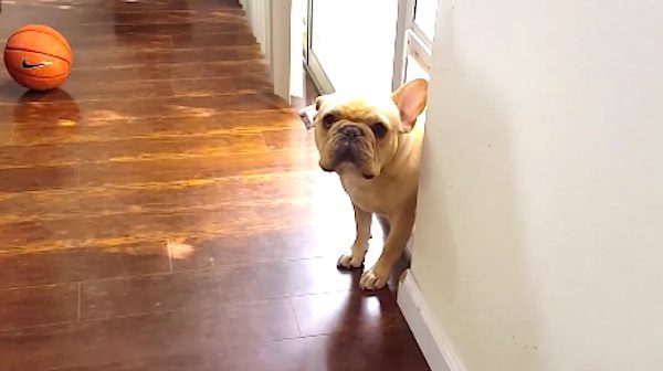 guilty dog