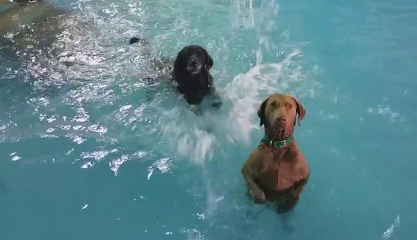 non swimming dog gives lessons