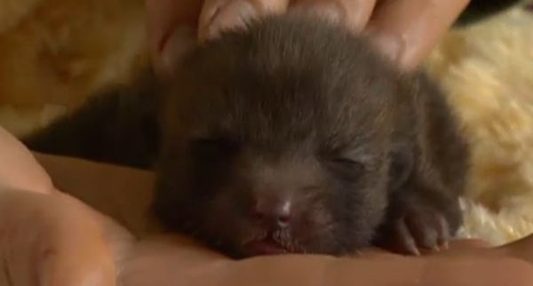 fox kit