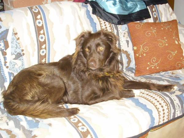 oliveira-now-1