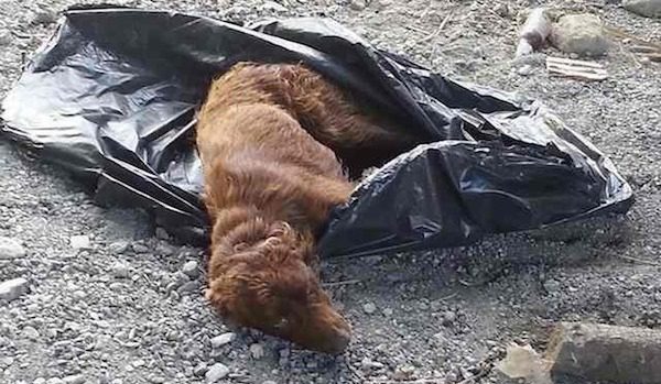 Dog Tied Up In Garbage Bag And Left By A River Bed To Rot Is Rescued Just In Time
