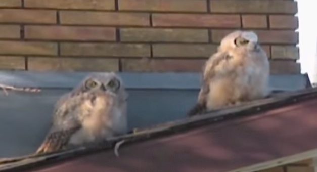 owl poops on owl