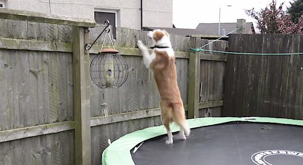 dog uses trampoline