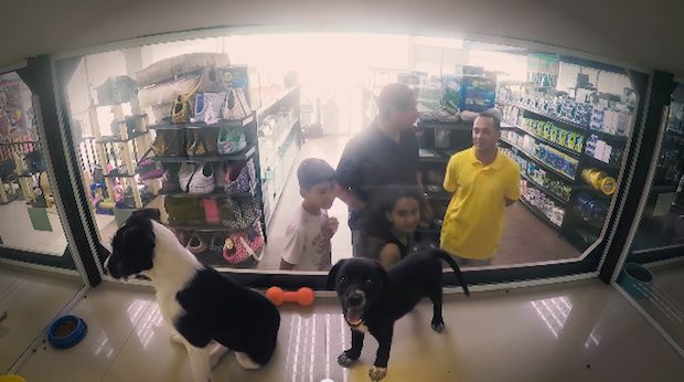 shelter animals at pet shop