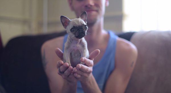 pip the tiny pug