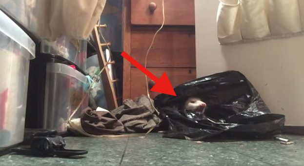 possum in closet