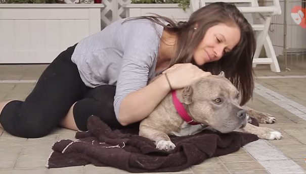 former bait dog rescued