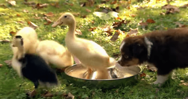 puppies and ducklings