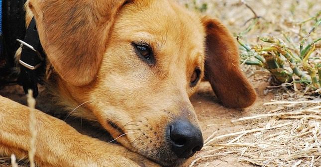 How To Keep Your Pet Safe From Lyme Disease