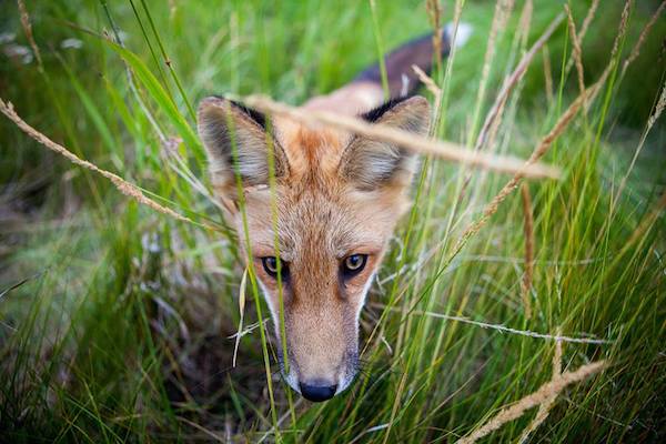 red-fox-2