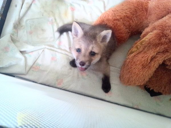 red-fox-6