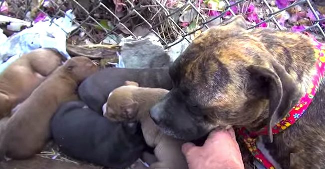 stray dog and puppies