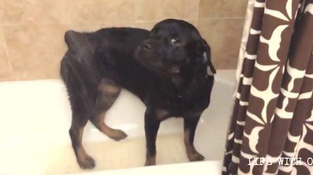 Rottweiler loves showers