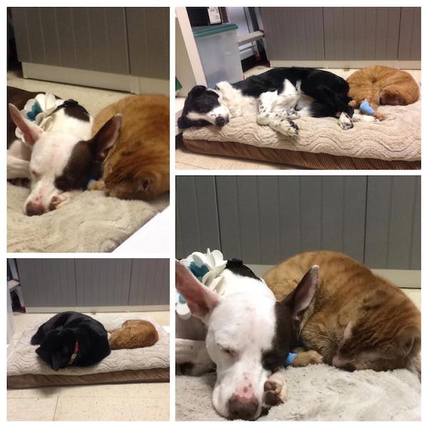Russell comforting dogs at Animal Emergency Hospital and Urgent Care